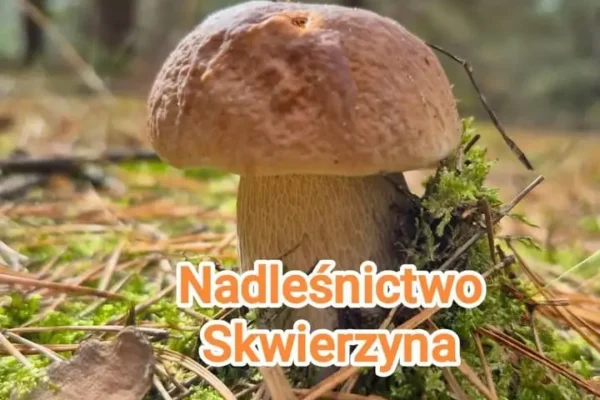 Żubry z Nadleśnictwa Skwierzyna w końcu się pokazały