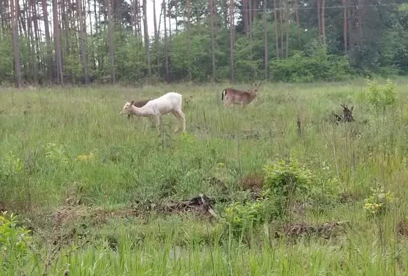 Letnie obserwacje zwierzyny w lasach RDLP Szczecin – co przynoszą dane?