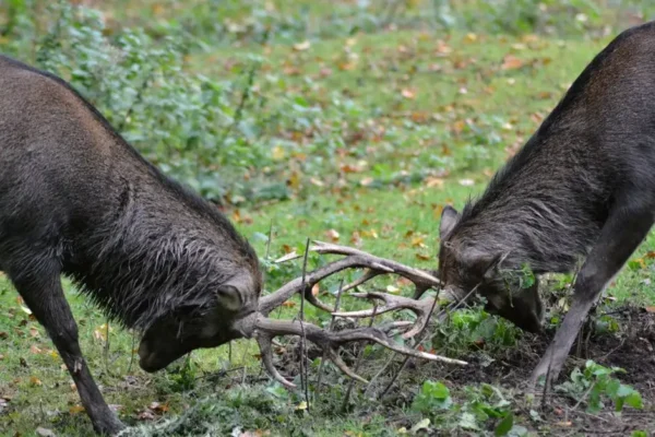 Rykowisko jeleni – czas walk i godów w lasach