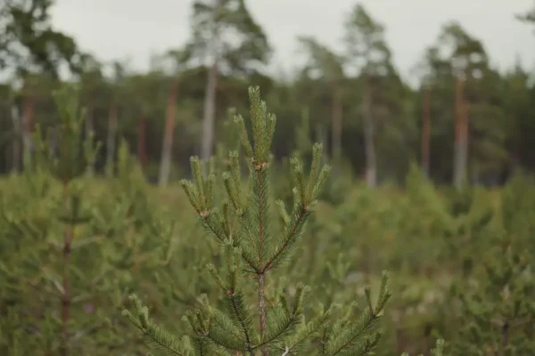 Nadleśnictwo Trzciel: narada nad planem urządzania lasu na lata 2027-2036