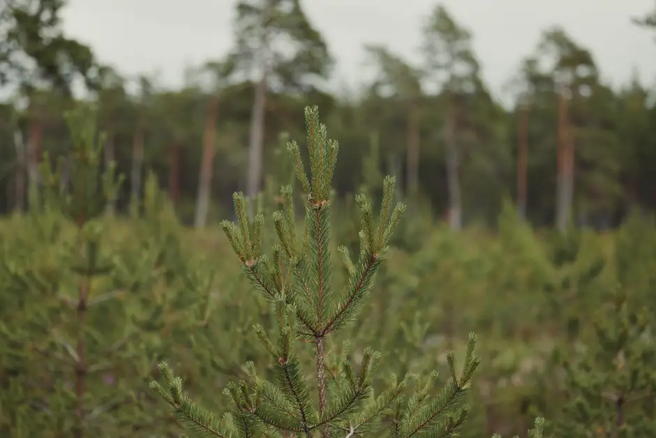 Nadleśnictwo Trzciel: narada nad planem urządzania lasu na lata 2027-2036