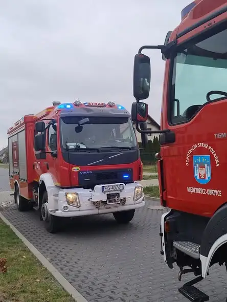 Międzyrzecz: interwencja strażaków z powodu owadów błonkoskrzydłych