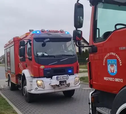 Owady błonkoskrzydłe w Międzyrzeczu – interwencja straży pożarnej